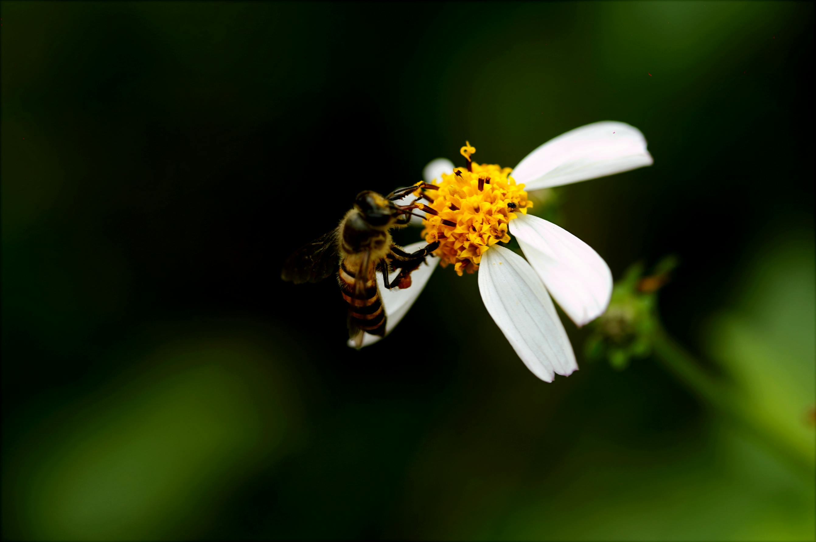 Honey Dipping